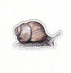 Snail Sticker (Twig & Moth)