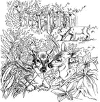 A Walk in the Woods Dover Coloring Book