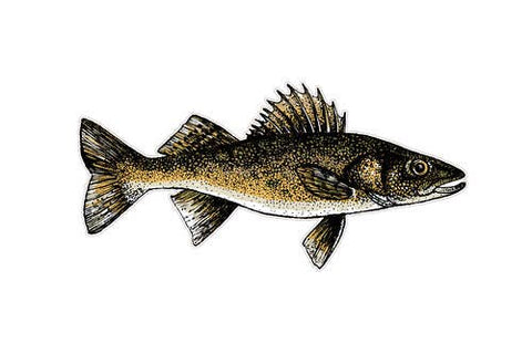 Walleye Freshwater Fish Decal